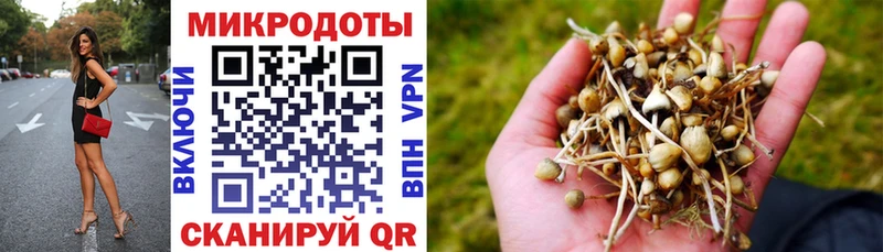 Псилоцибиновые грибы Psilocybe  Находка 