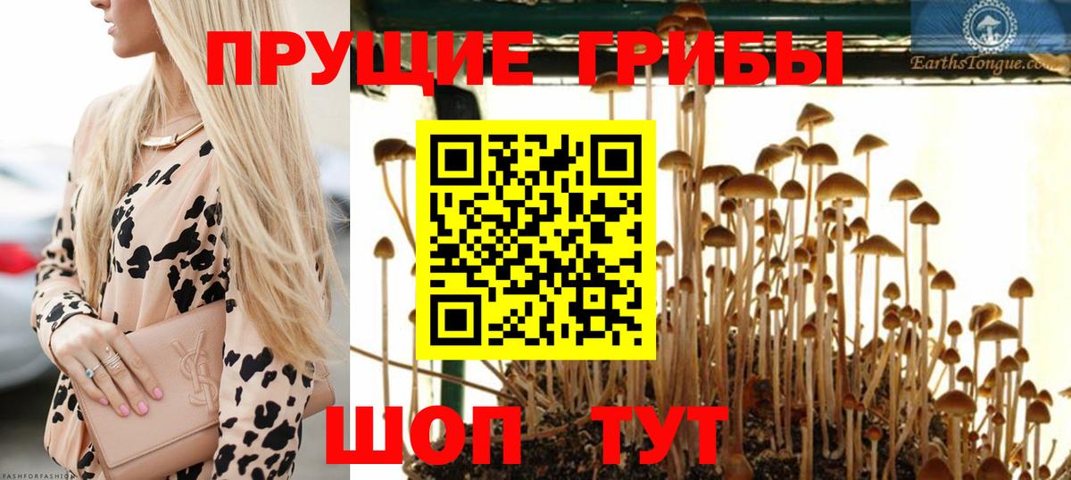 Псилоцибиновые грибы GOLDEN TEACHER  Вход с VPN  цены   Псилоцибиновые грибы GOLDEN TEACHER  Находка 